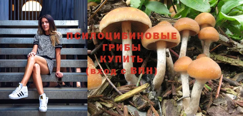 цены   Иваново  Галлюциногенные грибы Cubensis 